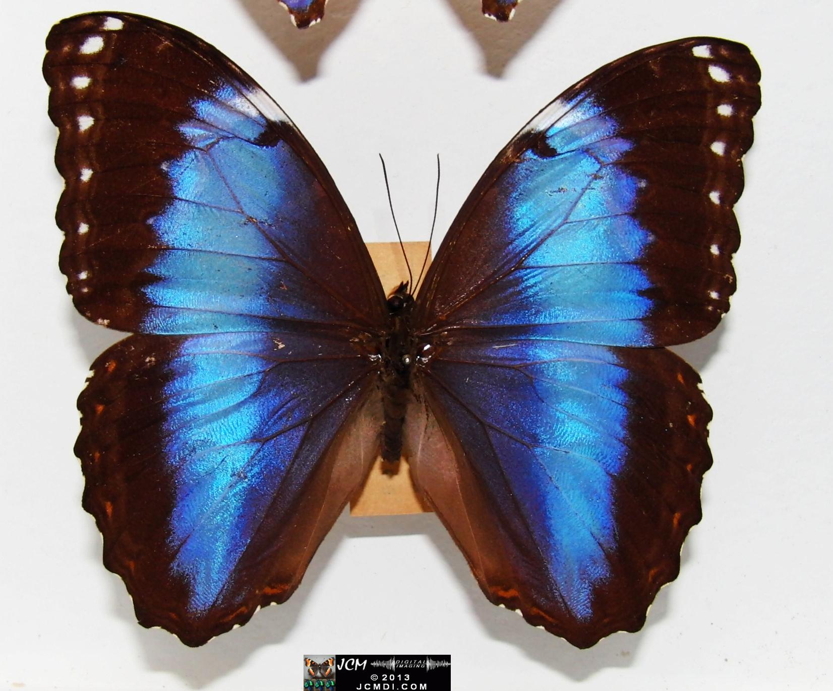 Unidentified Morpho 02-20-2010 